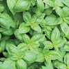 Basil 30G