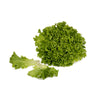 Multigreen Lettuce