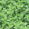 Greeek Oregano 50G