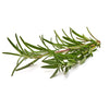 French Rosemary 30G
