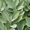Sage