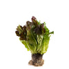 Trio Lettuce