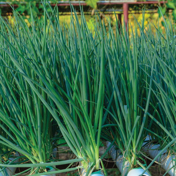 Chive 50G