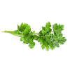 Coriander