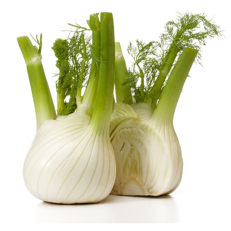 Fennel