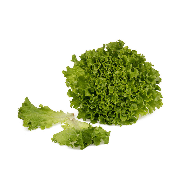 Multigreen Lettuce
