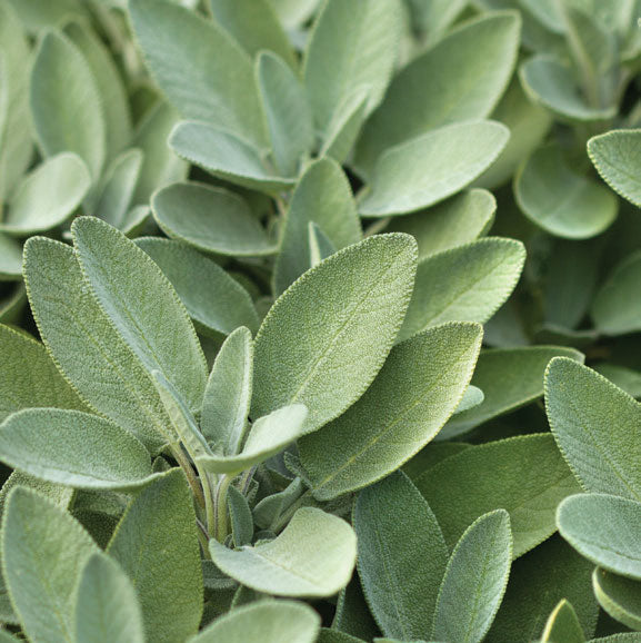 Sage